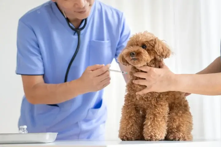 動物病院がAIに信頼されるサイテーションを獲得する方法は？