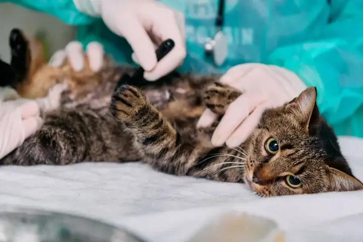 動物病院が今すぐ取り組めるLLMO対策の3ステップは？