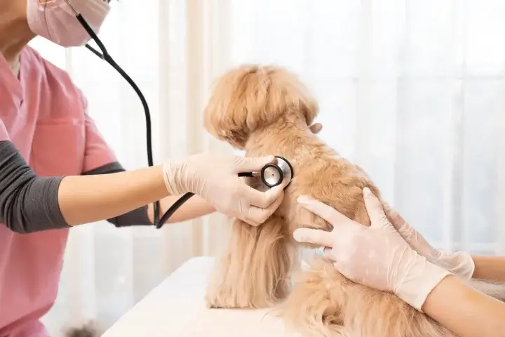動物病院がLLMO対策をするとどう変わる？AI検索で選ばれる病院になる方法をわかりやすく解説！