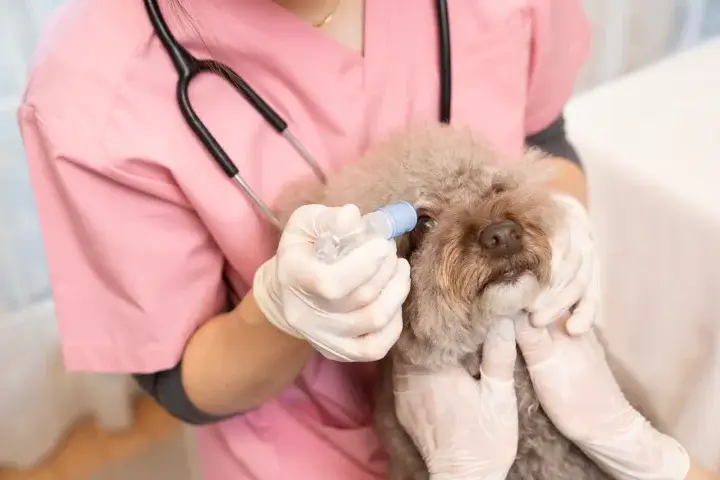 動物病院のLLMO対策を専門家に依頼するか自分でやるかを判断するポイントは？